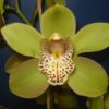 Cymbidium 0020 Honey 0020 Green 0020 Melissa 1