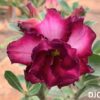 ROSA DO DESERTO DJC-08 5 DJC 08 1