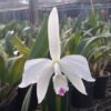 LAELIA PERRINI SEMI ALBA - ADULTA 3 D NQ NP 654515 MLB25264010958 012017 O 1
