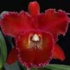 LC. RIFFE RED DECEMBER 2 D NQ NP 753808 MLB25893163489 082017 O 1