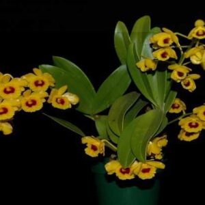 Dendrobium Chrysotoxum destacado 1