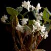Dendrobium aberrans2 1