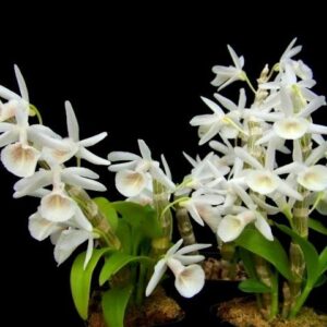 Dendrobium cretaceum s 1