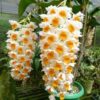 DENDROBIUM THYRSIFLORUM  ADULTO