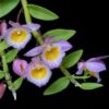 Dendrobiumloddigesii500 1