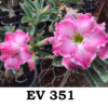 ROSA DO DESERTO - EV 351