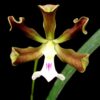 Encyclia cordigera labelo branco PA160180 3