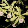 Encyclia profusa 1