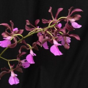 Encyclia cordigera 69 600x600 1
