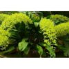 Grammatophyllum scriptum 1