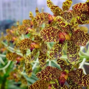 GRAMMATOPHYLLUM SPECIOSUM NBS 3 Grammatophyllum speciosum 002 2 main flwrs fullsize 1