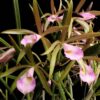 BC LITORALIS MUDA 2 IMG 7759 1