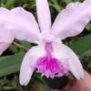 INTERMEDIA X LUEDEMANIANA 2