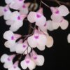 IONOPSIS UNTRICULARIOIDES ADULTA 2 Ionopsisutricularioides1 300x300 1 1