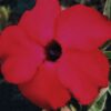 ROSA DO DESERTO - L4
