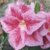 ROSA DO DESERTO LM12 4 LM12 1 1