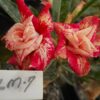 ROSA DO DESERTO - LM7