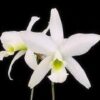 Laelia anceps alba 1