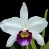 Laelia purpurata P5281682 EDIT CROP 700x 3