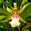 MILTASSIA 1