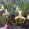 MAXILLARIA ACICULARIS 2 Maxillaria acicularis 1