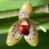 Myoxanthus punctatus 1