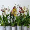 ONCIDIUM MIX 1