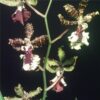 Odontocidium Flora Iscer250 1