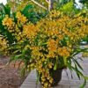 Oncidium sphacelatum orchid S 1