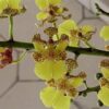 Oncidium cebolleta 1