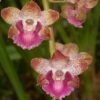 OrquC3ADdeas cyrtopodium destacado 1