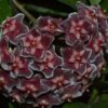 FLOR DE CERA RED BUTTON - MUDA 4 RED BOTTON 1