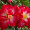 ROSA DO DESERTO CHATTIP 1