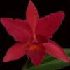 SLC RIFFE BRIGHTON FARMS500 2