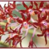 Schomburgkia undulata hibido JPG 1 1