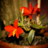 Sophronitis2Briograndensis 1
