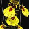 TOLUMNIA JAIRAK SUPER BRIGHT ADULTA 2 TOLUMNIA FLYER SUPER BRIGHT 1