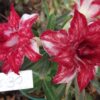 ROSA DO DESERTO - TS30 2 TS 30