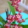 ONCYDIUM TWINCKLE ROSA ESCURO MUDA 2 TWINKLE ROSA ESCURO 1