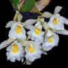 TRICHOPILIA HENNISIANA MUDA 3 Trichopilia hennisiana ml 1