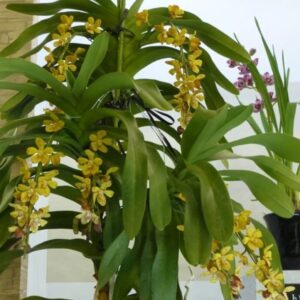 VANDOPSIS GIGANTEA 2 1