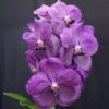 V. FUCH DELIGHT X DR. ANEK PRÉ ADULTA 2 V Fuchs Delight Blue x Doctor Anek 1 2 2