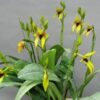 WSBulb orthoglossum 2 1