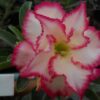 ROSA DO DESERTO TS11