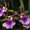 ZIGOPETALUM ADULTA 3 Zygopetalum adulto 1