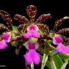 C. ACLANDIAE