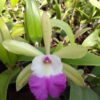 CATTLEYA ACLANDIAE X BRASSAVOLA ARISTOCRATA - CORTE ADULTO