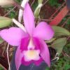 aloha case x brassavola aristocrata 300x300 1 1
