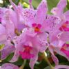 amesthystoglossa 1