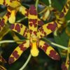 ansellia africana 1